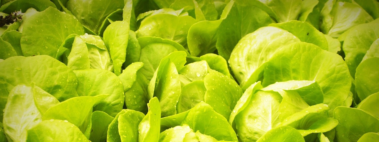 HPのトップ写真.jpg